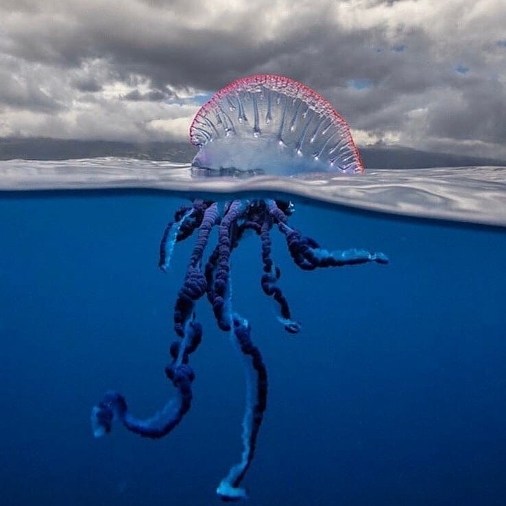 Highly Venomous Portuguese Man o’war - Interesting Facts - Neon Lad